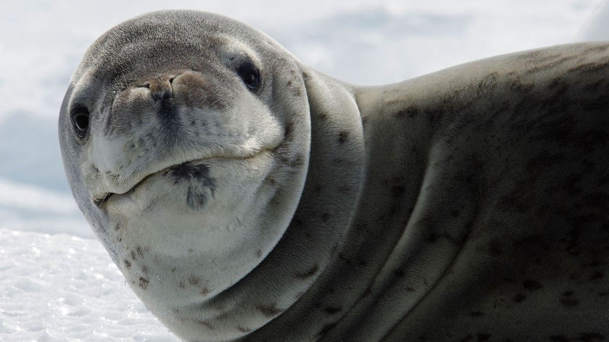 Mladíka na australské pláži vylekala největší šelma Antarktidy